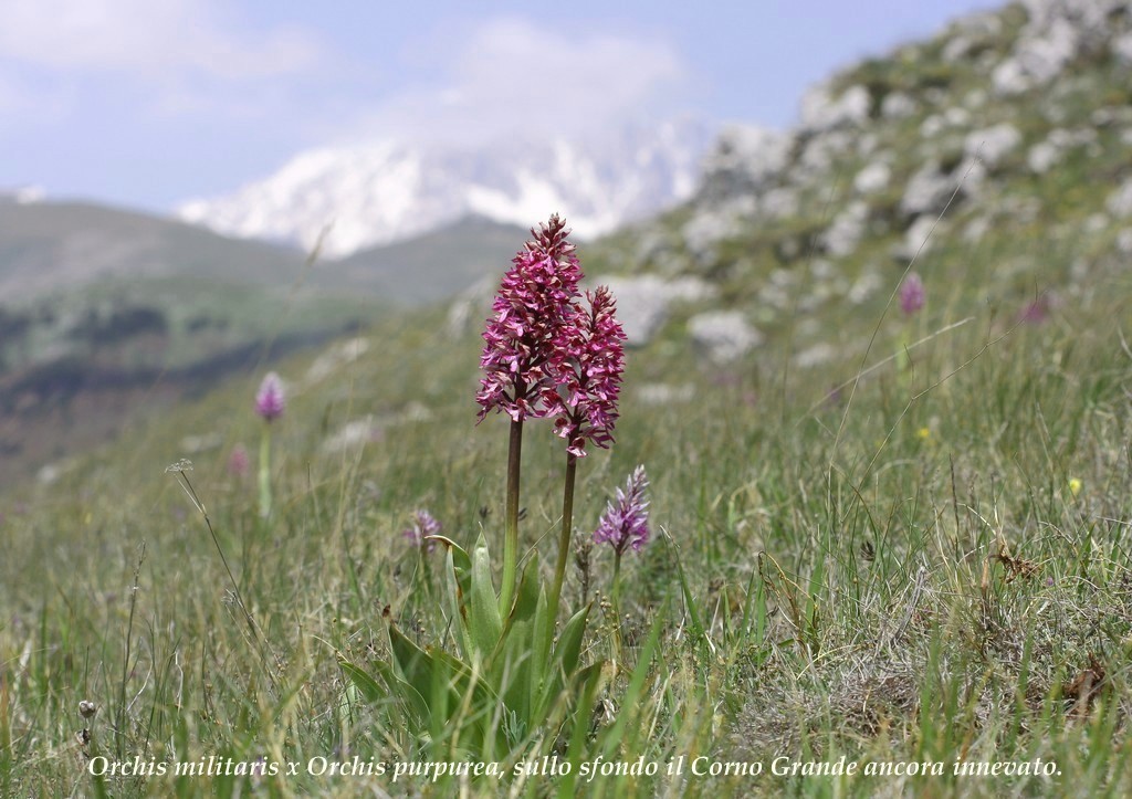 Il Gran Sasso e le orchidee - il mio omaggio al Gigante dellAppennino.